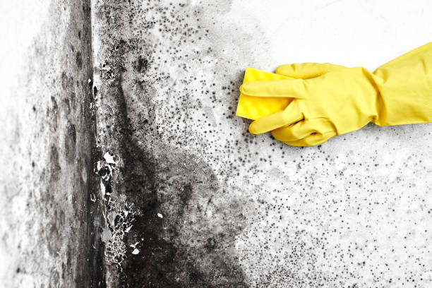 Best Professional Mold Removal  in Monmouth, IL