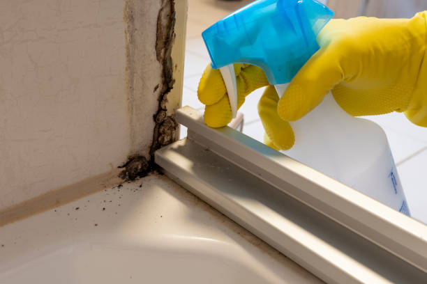 Best Emergency Mold Removal  in Monmouth, IL