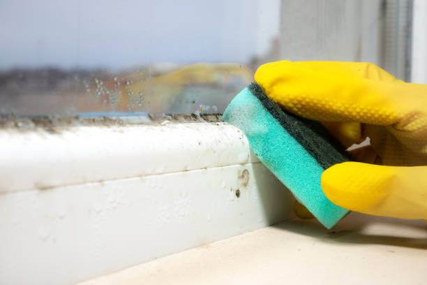 Crawl Space Mold Removal in Monmouth, IL