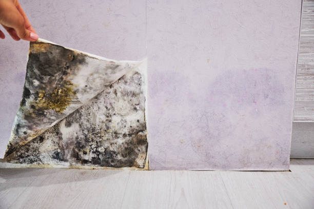 Mold Removal Process in Monmouth, IL